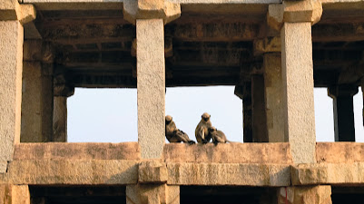 Langoors relaxing in Hampi Bazaar